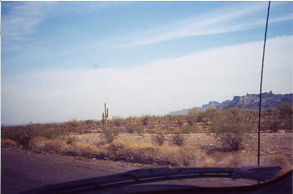 Cacti in AZ