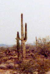 Close Up of a Cactus