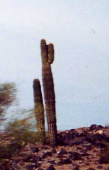 Another cactus