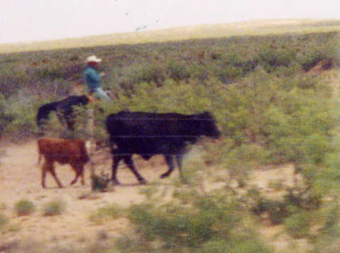 A Real Cowboy